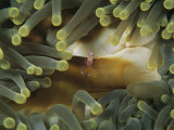 Un camarón limpiador se esconde entre los tentáculos de una anémona de mar Lámina fotográfica por Heather Perry Un camarón limpiador se esconde entre los tentáculos de una anémona de mar Lámina fotográfica por Heather Perry