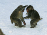 Two Juvenile Japanese Macaques, or Snow Monkeys, Play in the Snow Photographic Print
