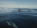 A Group of Dusky Dolphins Herd and Feed on a School of Anchovies Photographic Print by Bill Curtsinger