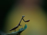 A praying mantis Lámina fotográfica por Joel Sartore