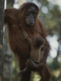 A Former Captive Orangutan and Her Baby, Which was Born in the Wild Photographic Print by Michael Nichols