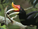 Rhinoceros Hornbill in a Fig Tree Photographie par Tim Laman