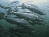 Atlantic Salmon, Salmo Salar, Swim in a Farm Pen Photographic Print by Bill Curtsinger