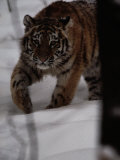 Siberian Tiger (Panthera Tigris Altaica) in the Snow Photographic Print by Michael Nichols