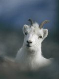 Portrait of a Juvenile Mountain Goat Photographic Print by Michael S. Quinton