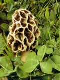 A Morel Sits in a Patch of Four-Leaf Clover Photographic Print by Darlyne A. Murawski