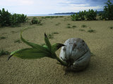 A Sprouting Coconut Lying on a Sandy Beach Photographic Print