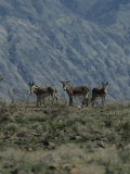 Group of Wild Burros in the Panamint Valley Photographic Print by Marc Moritsch