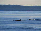 A Pod of Killer Whales, Orcinus Orca, Hunt and Swim in Calm Waters Photographic Print by Raymond Gehman