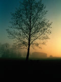 Misty Twilight View of a Silhouetted Tree Photographic Print by Sam Abell