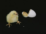 A Newly-Hatched Chick Stands Next to its Egg Photographic Print by Robert Sisson