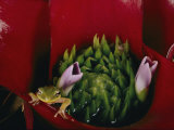 Tiny Frog Inside a Bromeliad Fotografie-Druck von Paul Zahl