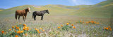 Two Horses Stand Amid Blooming California Poppies in Foothills Fotoprint van Rich Reid