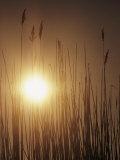 View of the Setting Sun Behind Tall Grasses Photographic Print by Bill Curtsinger