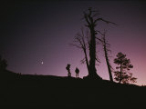 Two Tourists Standing by Trees are Silhouetted against a Night Sky Photographic Print by Randy Olson