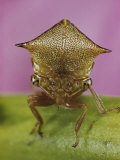 Close View of a Treehopper Photographie par Paul Zahl