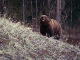 Grizzly Photographie par Bobby Model