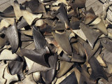 Shark Fins Photographic Print by Steve Winter