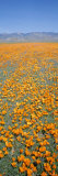 California Poppies Fill a Landscape with a Golden Glow Fotoprint van Rich Reid