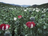 Pathan Opium Poppy Fields Flowering in the Khanpur Valley Photographic Print by Steve Raymer