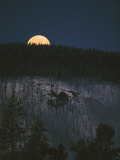 The Moon on the Horizon of a Hillside Covered with Lodgepole Pine Trees Photographic Print by Tom Murphy