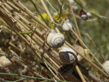 Snails Cling to Plant Stems Photographie par Joe Scherschel