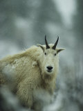 Portrait of a Male Rocky Mountain Goat Photographic Print by Michael S. Quinton