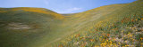 A Blooming Field of Wildflowers with Lupine, Coreopsis, and Poppies Photographic Print by Rich Reid