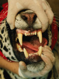A Researcher Opens the Mouth of a Tranquilized Jaguar Photographic Print by Steve Winter