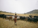 A boy tends to his herd of cattle Lámina fotográfica por Joe Scherschel A boy tends to his herd of cattle Lámina fotográfica por Joe Scherschel