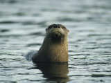 A River Otter Pokes its Head Above Water to See What is Going On Photographic Print by Michael S. Quinton