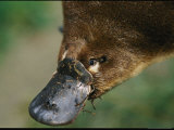 A Close View of a Platypuss Bill Photographic Print by Nicole Duplaix