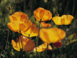 Close view of Iceland poppies (Papaver nudicaule) Lámina fotográfica por James P. Blair Close view of Iceland poppies (Papaver nudicaule) Lámina fotográfica por James P. Blair