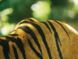 Sumatran Tiger Back and Shoulder Stripes Photographic Print by Jason Edwards