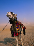 Tourist Camels At Great Pyramids, Giza, Egypt Lámina fotográfica por Chris Mellor Tourist Camels At Great Pyramids, Giza, Egypt Lámina fotográfica por Chris Mellor