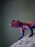 Agama Lizard (Agama Agama), Serengeti National Park, Arusha, Tanzania Photographic Print by Lawrence Worcester