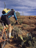 Rider Cycling Through Cacti, Arizona Photographic Print by David Edwards