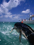 Jumping Dolphin Fish, Florida, USA Photographic Print by Greg Johnston