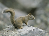 A Red Squirrel Sitting on a Lichen-Covered Rock Photographic Print by Tom Murphy