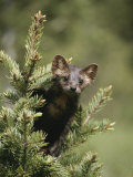 A pine marten (Martes martes) watches from the top of a tree Lámina fotográfica por Tom Murphy