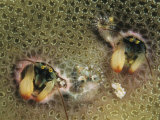 A Pair of Coral Hermit Crabs Peer from Their Coral Homes Photographic Print