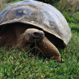 The Galapagos Tortoise is the Largest Living Tortoise, Galapagos, Ecuador Photographie par Wes Walker
