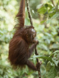 A orangutan juvenile climbs and hangs on a slender tree trunk Lámina fotográfica A orangutan juvenile climbs and hangs on a slender tree trunk Lámina fotográfica