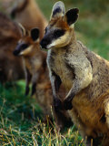 Rock Wallabies (Petrogale Xanthopus) at Gorge Wildlife Park, Australia Photographie par Chris Mellor