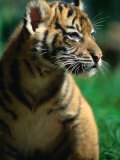 Sumatran Tiger Cub at Taronga Zoo, Sydney, Australia Photographie par Dennis Jones