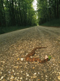 A water moccasin snake opens its mouth on a road in Mississippi Lámina fotográfica por Stephen Alvarez A water moccasin snake opens its mouth on a road in Mississippi Lámina fotográfica por Stephen Alvarez