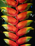 Detail of Hawaiian Heliconia (Heliconia Caribaea), Hilo, USA Photographic Print by John Elk III