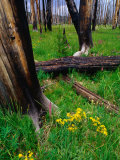 Blackened Trunks and Verdant Growth After Bushfire, Yellowstone National Park, Wyoming, USA Photographie par Gareth McCormack