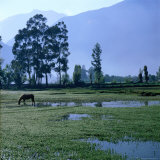 A Lone Horse Grazing in Rural Yucay, Yucay, Cuzco, Peru Photographie par Wes Walker