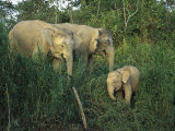 A Juvenile Asian Elephant with Two Adults in Tall Grasses Photographic Print by Tim Laman